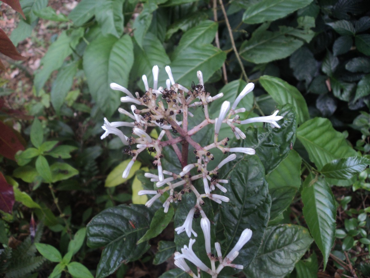 Chassalia curviflora (Wall.) Thwaites
